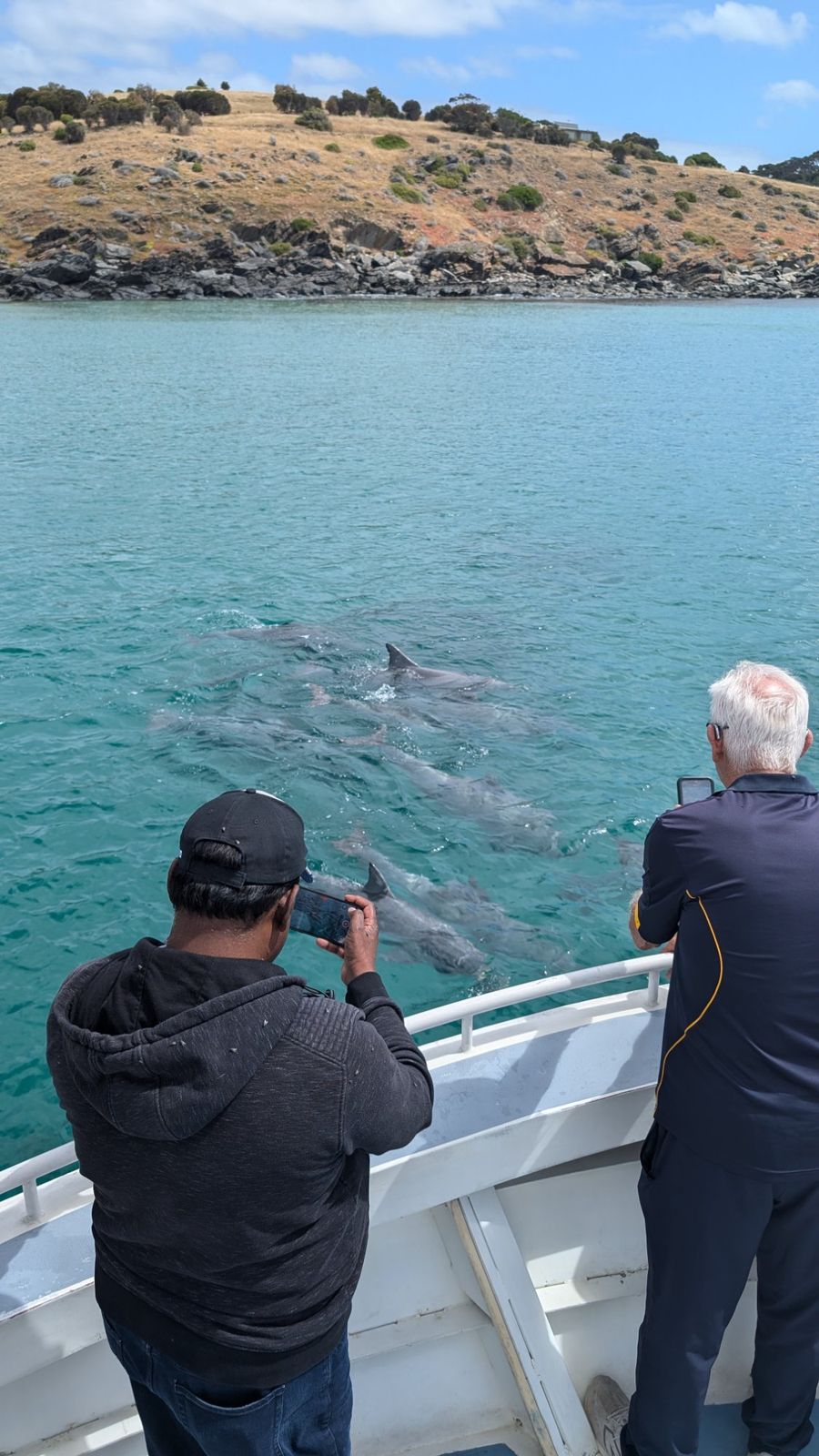 Dolphins ocean safari